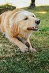 Haciendo senderismo con Golden Retriber, caminando en la naturaleza en una ruta con cascada.
