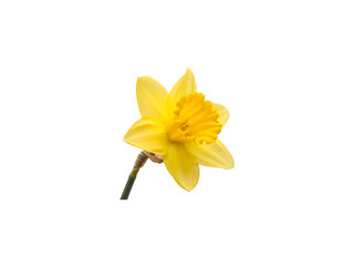 Yellow daffodil flower isolated on transparent background png © DoliStock