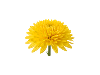 Yellow flower isolated on transparent background png