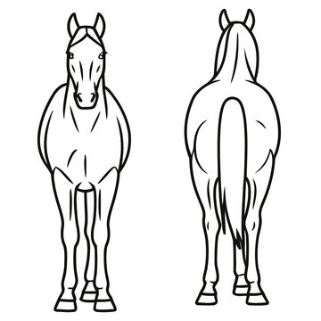 Horses, front and back view, line art illustration Isolated on transparent background