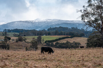 australian tasmanian cow farm Regenerative Beef Farming, Carbon neutral Ranching, and Soil Health