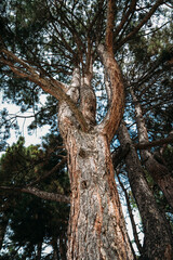 Fototapeta premium the tree photographed from below has large branches