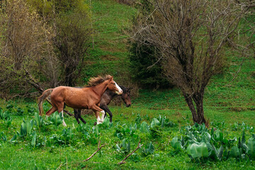 a horse in the mountains, on a lawn