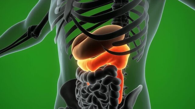 Detailed illustration of the human digestive system with highlighted intestines and stomach against a green background.