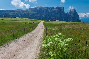 Gravel path crosses alpine meadow toward Sciliar cliffs. South Tyrol, Italy