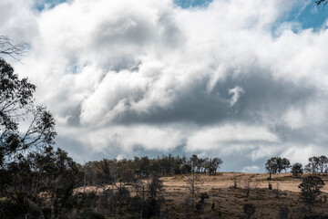 australian tasmanian cow farm Regenerative Beef Farming, Carbon neutral Ranching, and Soil Health
