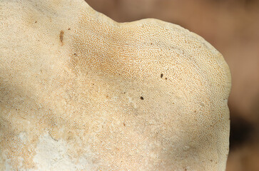 チリメンタケ茸の腹面・管孔形状アップ（アウトドアフィールド菌・キノコ類マクロ撮影）