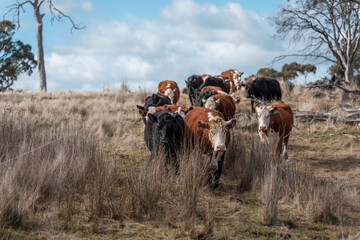 australian tasmanian cow farm Regenerative Beef Farming, Carbon neutral Ranching, and Soil Health