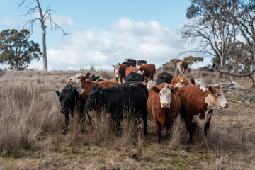 australian cows on a farm practicing Regenerative Beef Farming, Carbon Neutral Ranching, and Soil Health