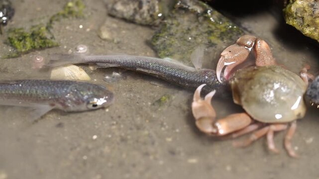Night activity of nocturnal crab attacking young mullet fish during high tide at West Coast Korea mudflats