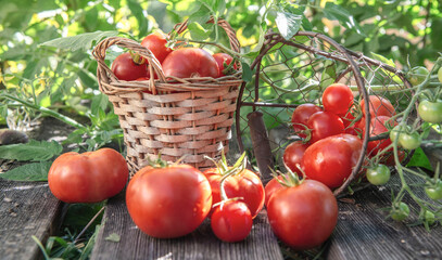harvest of  tomatoes in a basket placed on a plank in front of  leaf  in a vegetable garden