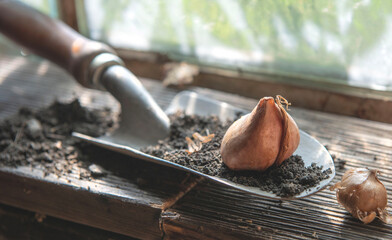 flower bulb placed on a plank and a decortive flowerpot full of dirt placed near a window in a  garden shed
