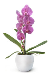 pink flowers of beautiful orchid on stem potted in white pot isolated on white background