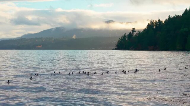 A flock of bufflehead ducks gliding across calm coastal waters with misty mountains and evergreen forest in the background, captured in soft natural light in a Pacific Northwest marine environment.