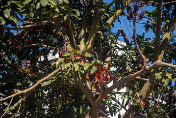 tangled branches of the tree on