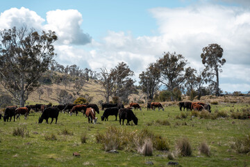 australian tasmanian cow farm Regenerative Beef Farming, Carbon neutral Ranching, and Soil Health