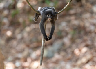 Dusky Langur on the branch