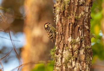 woodpecker on tree
