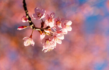 flower cherry blossom in branch