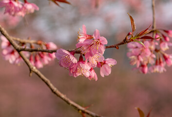 flower cherry blossom in branch