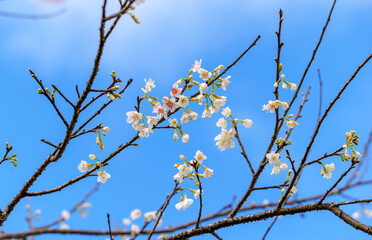 flower blossom  on  tree with blue sky