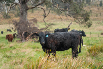Fototapeta premium australian cows on a farm practicing Regenerative Beef Farming, Carbon Neutral Ranching, and Soil Health