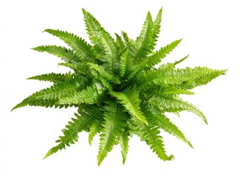 Lush green fern plant with textured leaves, top-down view