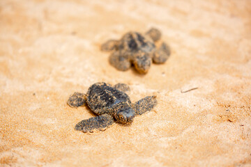 A small baby sea turtle crawls along the sandy shore towards the ocean to survive. The turtle...