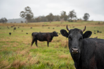 australian cows on a farm practicing Regenerative Beef Farming, Carbon Neutral Ranching, and Soil Health
