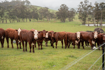 australian cows on a farm practicing Regenerative Beef Farming, Carbon Neutral Ranching, and Soil Health