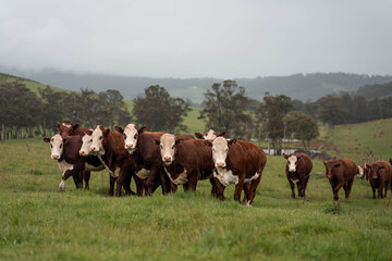 Naklejka premium australian cows on a farm practicing Regenerative Beef Farming, Carbon Neutral Ranching, and Soil Health