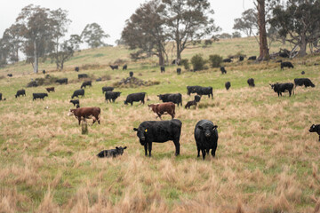 australian tasmanian cow farm Regenerative Beef Farming, Carbon neutral Ranching, and Soil Health