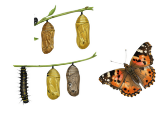 Watercolor painted lady butterfly metamorphosis: spiny caterpillar, chrysalises, vibrant adult on leafy branch, transparent background, natural beauty concept.