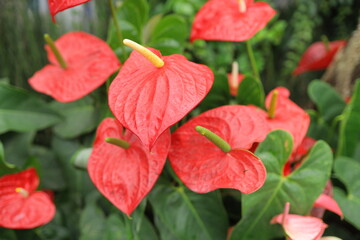 Vibrant red anthurium flowers in lush greenery