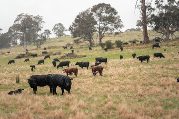 australian tasmanian cow farm Regenerative Beef Farming, Carbon neutral Ranching, and Soil Health