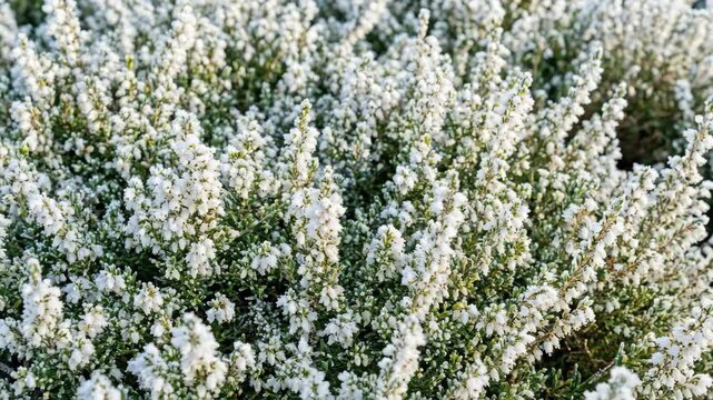 Close up of a frosty heather bush with many white flowers and green leaves in winter, footage