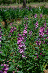 Naklejka premium Field of Purple Flowers: A captivating array of vibrant purple blossoms flourishes in a sun-drenched field. This scene captures the pure essence of spring, showcasing the elegance of nature's beauty