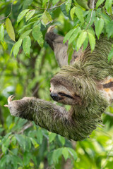 A three-fingered sloth (Bradypus) feeding on leaves high up in a tropical rainforest tree in Costa Rica. 