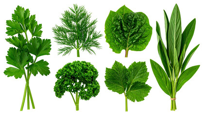 Seven diverse green leaves with varying shapes and textures on a black background