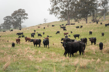 australian tasmanian cow farm Regenerative Beef Farming, Carbon neutral Ranching, and Soil Health