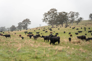 australian cows on a farm practicing Regenerative Beef Farming, Carbon Neutral Ranching, and Soil Health