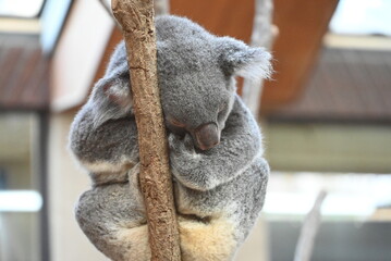 愛らしいコアラ