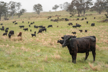 australian cows on a farm practicing Regenerative Beef Farming, Carbon Neutral Ranching, and Soil Health