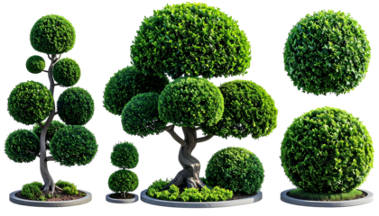 Several topiary trees of various shapes and sizes with lush, green foliage on dark background