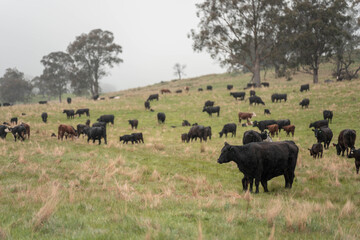 australian tasmanian cow farm Regenerative Beef Farming, Carbon neutral Ranching, and Soil Health