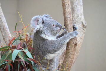 愛らしいコアラ