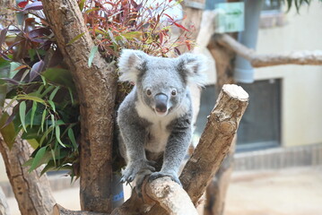 愛らしいコアラ