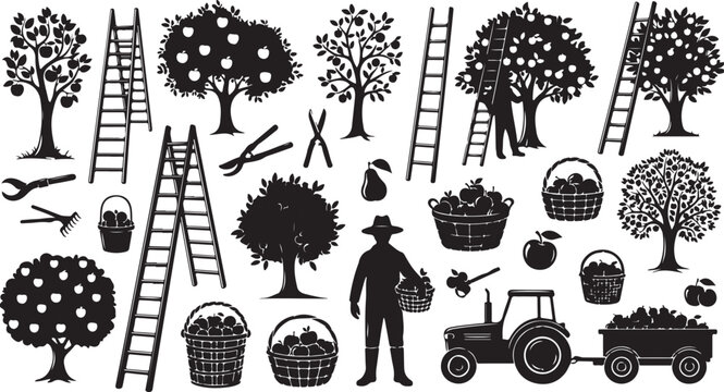 Farmer harvesting apples from trees with tractor and ladders