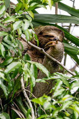 Fototapeta premium A three-fingered sloth (Bradypus) feeding on leaves high up in a tropical rainforest tree in Costa Rica. 