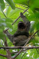 Fototapeta premium A three-fingered sloth (Bradypus) feeding on leaves high up in a tropical rainforest tree in Costa Rica. 